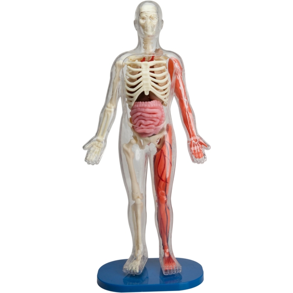Smartlab Squishy Human Body Smyths Toys UK