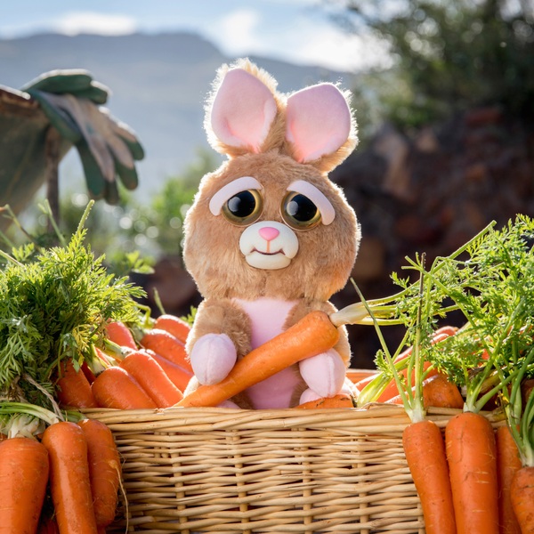 feisty pet bunny