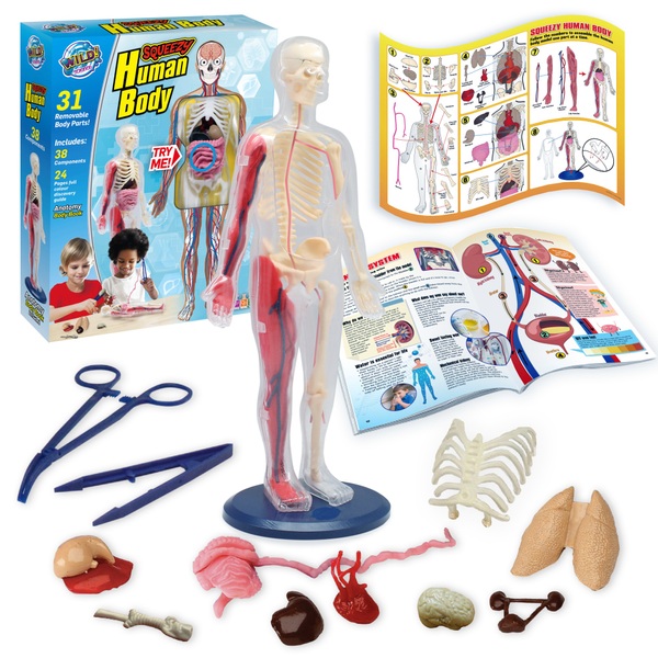 Wild Science Squeezy Human Body Smyths Toys Ireland