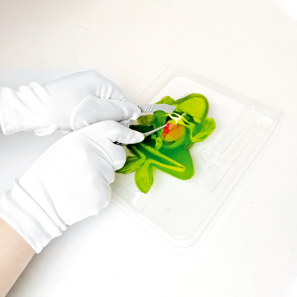 free virtual frog dissection game free virtual frog dissection game