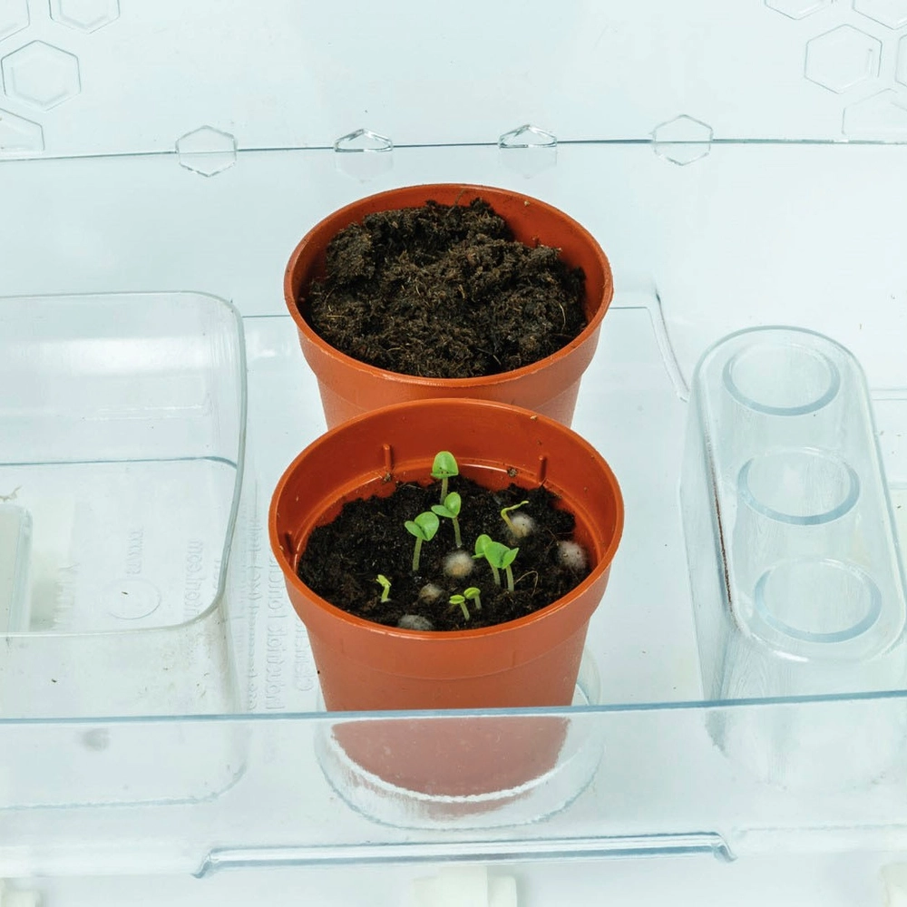 Clementoni Scienza e Gioco Lab - La Mia Serra Hi-tech, Laboratorio di Botanica Bambini 8+ Anni, 3 Modalità di Coltivazione Piante, con Led e Schermo LCD, Made in Italy, Lingua Italiana, 19370 Clementoni Scienza e Gioco Lab - La Mia Serra Hi-tech, Laboratorio di Botanica Bambini 8+ Anni, 3 Modalità di Coltivazione Piante, con Led e Schermo LCD, Made in Italy, Lingua Italiana, 19370