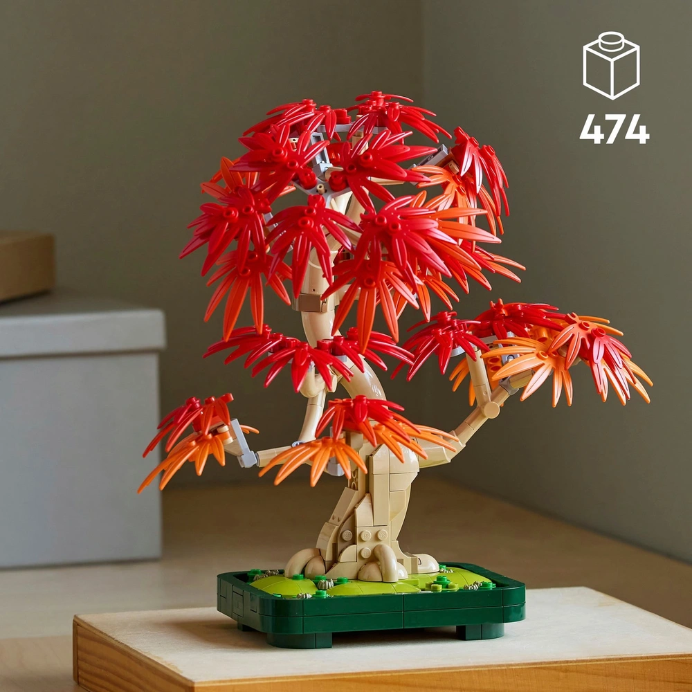 schlitzahorn bonsai Grüner Schlitz-Ahorn 'Dissectum' (Acer palmatum) kaufen – pflanzenmax.de